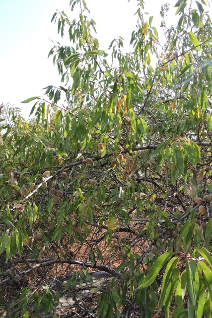Almonds on the tree